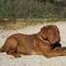 Oscar / Hulk and 3 months, male dogue de bordeaux